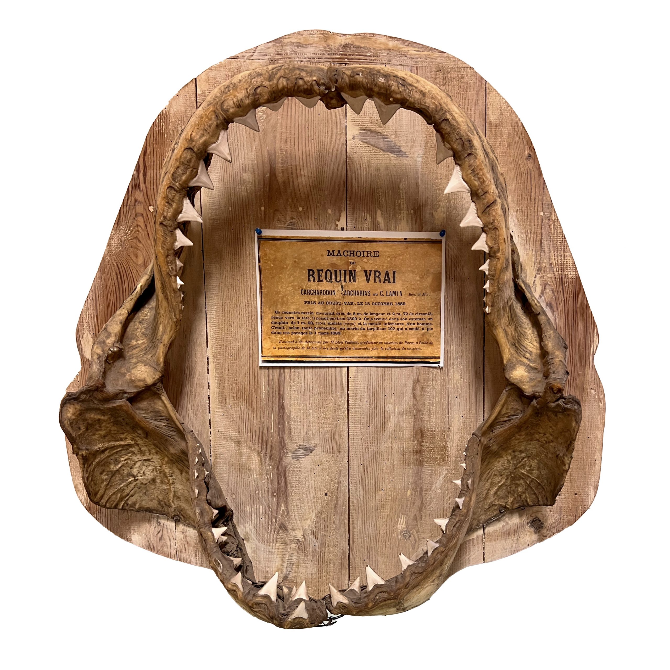 4BB22517-51EE-4870-ACF5-E37E92771392_1_201_a