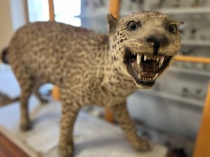 748D9A2C-54DD-4033-8754-6E39FABE8461_1_105_c